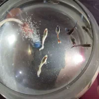 گوپی بیگ ایر رد موزاییک