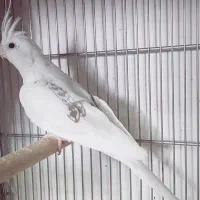 جفت البینو دوکت پروانه ای مولد کارداده