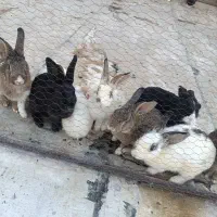 فروش خرگوش|موش و خرگوش|پاکدشت, شهرک انقلاب|دیوار