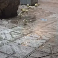 جوجه
