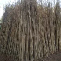 کبوده و صنوبر یک ساله و دوساله با بهترین کیفیت|خدمات باغبانی و درختکاری|اراک, |دیوار