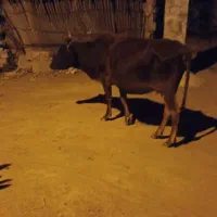 گاو زه  چهارم عاوس ۴ماه  گاو شیری