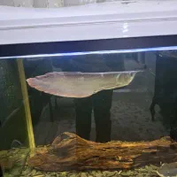 اروانا سیلور سالم