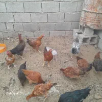 مرغ محلی|حیوانات مزرعه|جنت, |دیوار