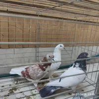 کبوتر کفتر گرفتنی ساعت بالا جنازه|پرنده|هشتگرد, |دیوار