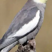 عروس هلندی دستی