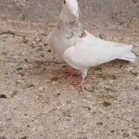 طوق هفترنگ نر