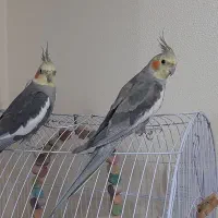 عروس هلندی|پرنده|شاهین‌شهر, مسکن مهر|دیوار