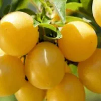 فروش عمد آلو بخارا