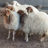 مال داشتی درجه یک