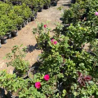 کاشت گل رز هلندی دایم گل|گل و گیاه طبیعی|تهران, شهرک دانشگاه|دیوار