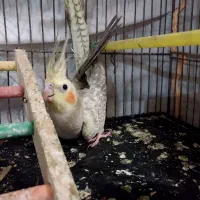 ۳ عروس هلندی جوان سالم دونه ای ۸۰۰