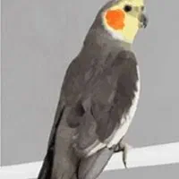 عروس هلندی سخنگو و فنچ