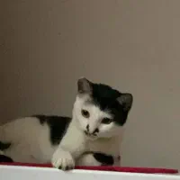 واگذاری گربه