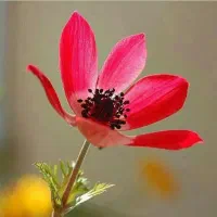 اجرای مراسم مداحی و مولودی وخواندن در مراسم عروسی