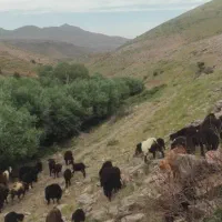 جویایی چوپان برای ۵۰ راس گوسفند ماهانه ۱۵ میلیون