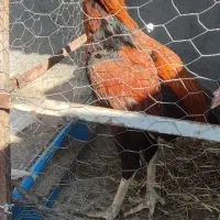 مرغ و خروس لاری