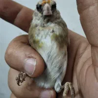 جوجه سهره های عتیقه کلکسیونی گل قفل . سینه طلایی