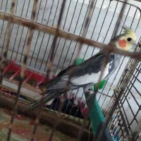 عروس هلندی