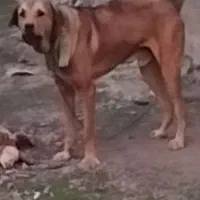 پژدر ۳ ونیم ساله