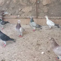 چند جفت پلاکی رنگ روشن