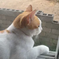 ظرف خاک گربه