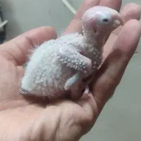 جوجه گرینچیک.عروس هلندی.مرغ عشق.|پرنده|گلبهار, شهر جدید گلبهار|دیوار