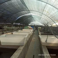 ماهی گیاه‌خوار اکواریومی