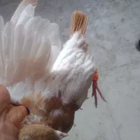 کبوتر،کفتر کله دمبی زرد جوجه ۶بنده نر