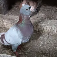 کبوتر پشت زاغ سار|پرنده|طبس, |دیوار