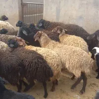 میش بره دار