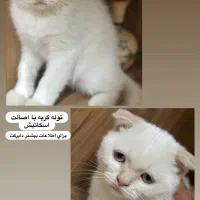 توله اسکاتیش ۲ ماهه|گربه|مشهد, وکیل‌آباد|دیوار