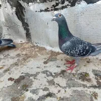 کبوتر|پرنده|اردبیل, |دیوار