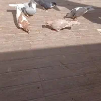 تعداد ۱۱ تا موقلف همه با هم ۲