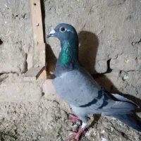 طوقی ، ۵ تا ماده