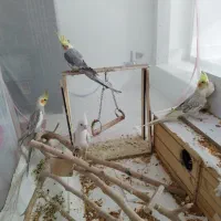 پرنده عروس هلندی