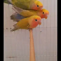 طوطی برزیلی اوپال