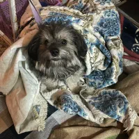 سگ شیتزو|سگ|گلستان (تهران), |دیوار