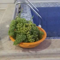 ویلا باغ در دشت سرسبز عقیلی گتوند|اجارهٔ کوتاه‌مدت ویلا و باغ|گتوند, |دیوار