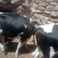 گوساله
