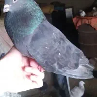 ۴ عدد کبوتر پرشی