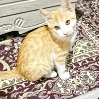 واگذاری گربه رایگان خونگی