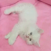 توله پرشین (میکس فلت و سوپرفلت)