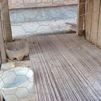 قفس|لوازم جانبی حیوانات|قم, زنبیل آباد|دیوار
