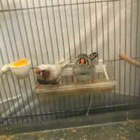 فنچ کینگ انگلیسی|پرنده|محمدشهر, همایون ویلا|دیوار