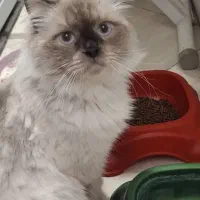 گربه هیمالین ۱ساله