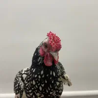 خروس مینیاتوری سبرایت|حیوانات مزرعه|یزد, |دیوار