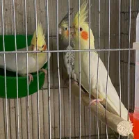 عروس هلندی جوجه،بالغ،مولد|پرنده|کوچصفهان, |دیوار