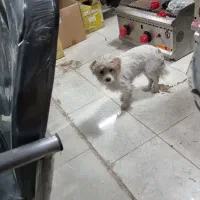 واگذاری سگ پا کوتا با توله ماده|سگ|ماهدشت, |دیوار