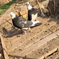 یک جفت نرماده ابلغ|پرنده|آران و بیدگل, |دیوار